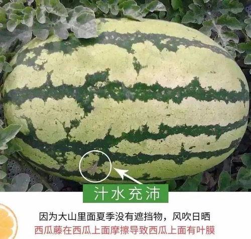 温州吃瓜视频,揭秘当地美食文化盛宴