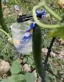 荷兰网红吃瓜事件视频大全,视频大全揭秘幕后真相