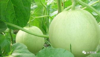 吃篮子瓜的视频大全,一场视觉与味觉的盛宴