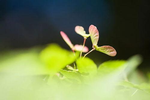 看花和吃瓜故事视频,看花吃瓜故事视频集锦