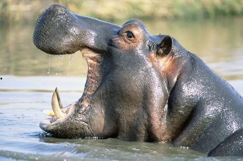 河马吃哈密瓜配音视频,趣味配音视频萌翻网友