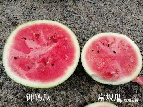 吃生瓜的视频大全,生瓜视频大全大揭秘