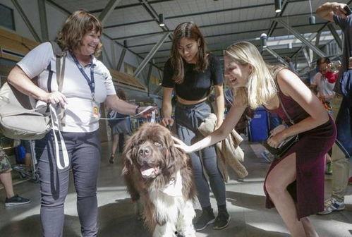 吃瓜群众小狗视频,萌态十足的视频瞬间