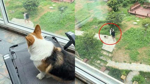 吃瓜群众小狗视频,萌态十足的视频瞬间