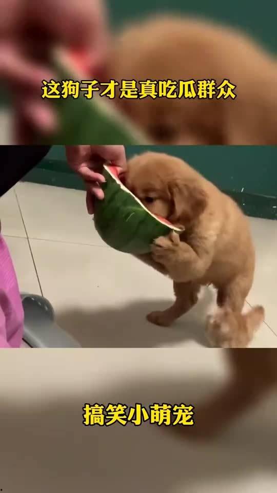 吃瓜群众小狗视频,萌态十足的视频瞬间