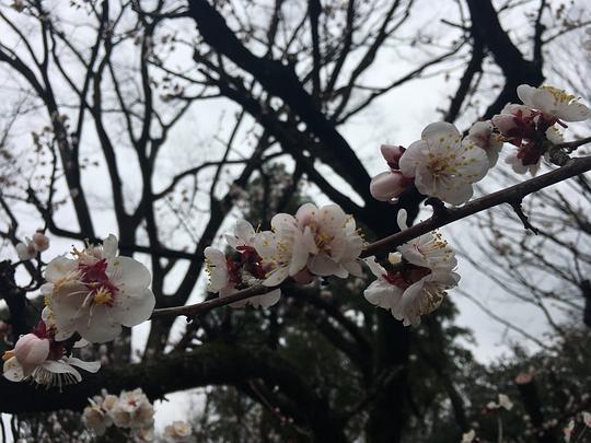 吃瓜视频樱花在线观看,吃瓜视频带你在线畅享浪漫樱花盛宴