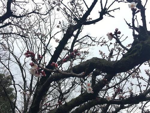 吃瓜视频樱花在线观看,吃瓜视频带你在线畅享浪漫樱花盛宴