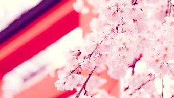 吃瓜视频樱花在线观看,吃瓜视频带你在线畅享浪漫樱花盛宴