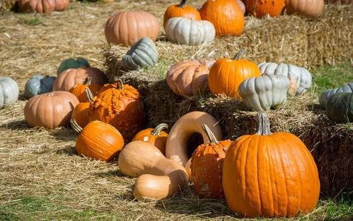 吃瓜群众卖红薯视频,吃瓜群众卖红薯，甜蜜事业引关注