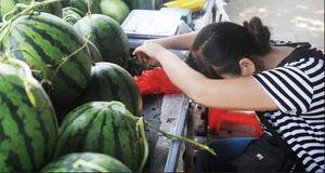 吃瓜群众卖红薯视频,吃瓜群众卖红薯，甜蜜事业引关注