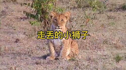 小狮子吃哈密瓜视频,萌态十足引网友热议