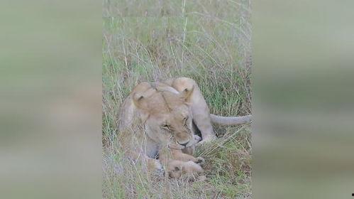 小狮子吃哈密瓜视频,萌态十足引网友热议