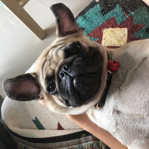 巴哥犬可以吃蜜瓜吗视频,安全与注意事项揭秘