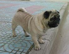 巴哥犬可以吃蜜瓜吗视频,安全与注意事项揭秘