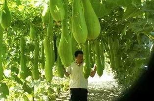 吃砍瓜的视频素材,探秘砍瓜视频的魅力