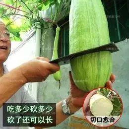 吃砍瓜的视频素材,探秘砍瓜视频的魅力