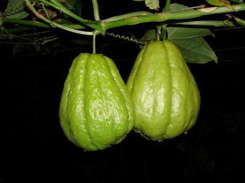 甘肃小伙吃佛手瓜的视频,口感揭秘！