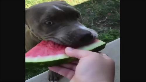 滑稽吃瓜搞笑视频,笑料横生！滑稽吃瓜搞笑视频大盘点