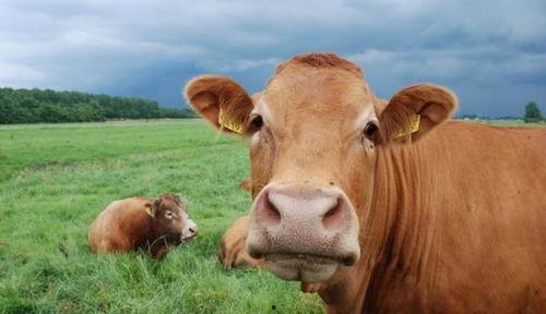 丰收瓜可以给牛吃嘛视频,牛儿美食新选择，绿色营养两不误