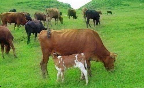 丰收瓜可以给牛吃嘛视频,牛儿美食新选择，绿色营养两不误