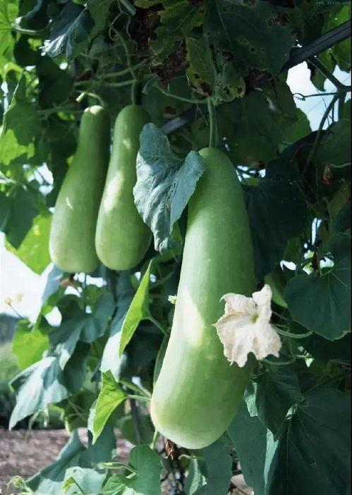 做蒲瓜吃要剥皮吗视频教程,轻松享受美味蒲瓜的秘诀