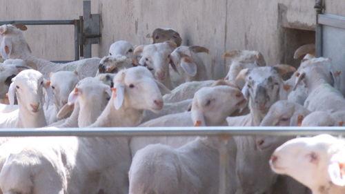 羊咩咩吃瓜视频,揭秘娱乐圈幕后故事