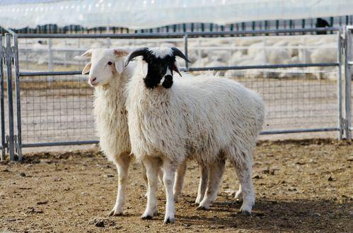 羊咩咩吃瓜视频,揭秘娱乐圈幕后故事