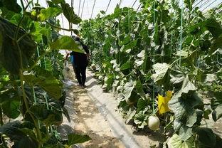 群众演示吃瓜视频,视频记录趣味瞬间