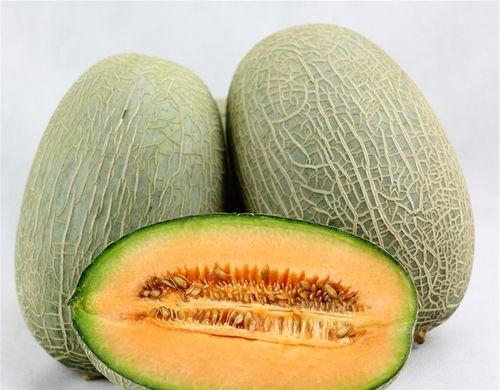 蚊子会吃哈密瓜吗视频教程,揭秘昆虫的饮食习惯