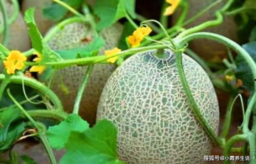 蚊子会吃哈密瓜吗视频教程,揭秘昆虫的饮食习惯