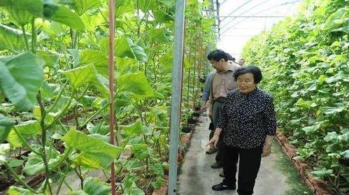 吃坏瓜中毒视频真实图片,警惕误食变质瓜果的危害