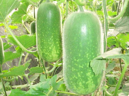 成体陈方磊吃瓜视频大全,趣味横生的娱乐时光