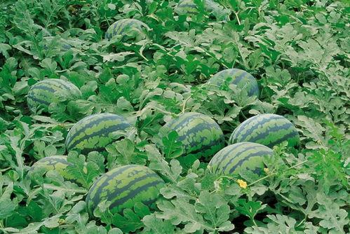 成体陈方磊吃瓜视频大全,趣味横生的娱乐时光