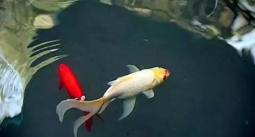 锦鲤直播间吃瓜视频大全,吃瓜视频大全，揭秘网红幕后故事