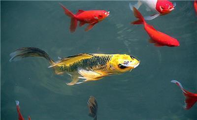 锦鲤直播间吃瓜视频大全,吃瓜视频大全，揭秘网红幕后故事