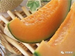 吃冰糖哈密瓜视频,冰糖哈密瓜美味视频大赏