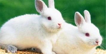 兔子会吃葫芦瓜吗视频讲解,葫芦瓜在兔子菜单中的地位