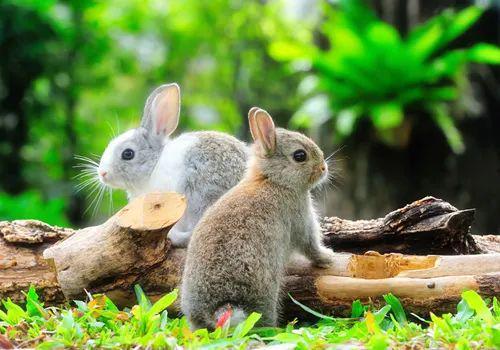 兔子会吃葫芦瓜吗视频讲解,葫芦瓜在兔子菜单中的地位