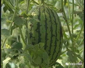 福菜特吃瓜视频,揭秘娱乐圈幕后真相