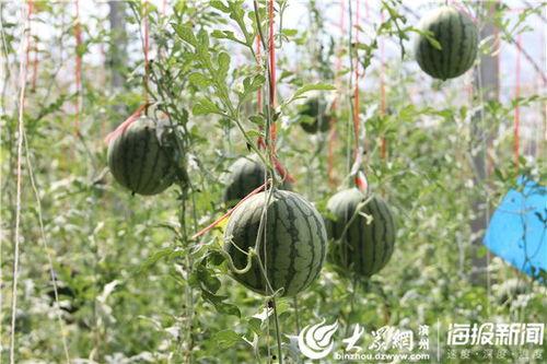 峄城吃瓜事件视频播放全集,视频全记录，揭秘背后真相