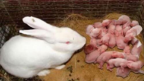 吃兔儿瓜需要刮皮吗视频,揭秘是否需要刮皮的秘密