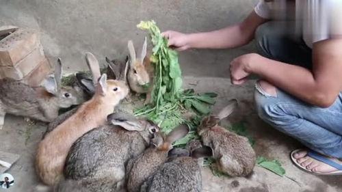 吃兔儿瓜需要刮皮吗视频,揭秘是否需要刮皮的秘密