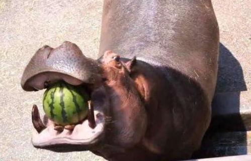 河马吃石头瓜视频,揭秘河马如何巧妙地吃石头瓜