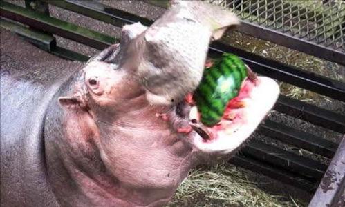 河马吃石头瓜视频,揭秘河马如何巧妙地吃石头瓜