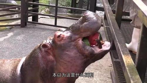 河马吃石头瓜视频,揭秘河马如何巧妙地吃石头瓜