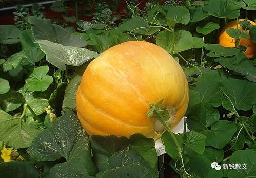 率土吃瓜视频大全,盘点热门剧情，揭秘游戏幕后故事