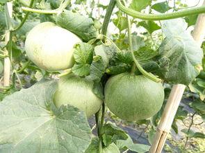 保山人吃羊角瓜视频播放