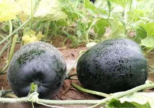 保山人吃羊角瓜视频播放