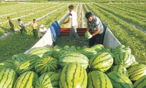 吃篮子瓜的视频大全图片,美味瓜果盛宴，尽享田园风情