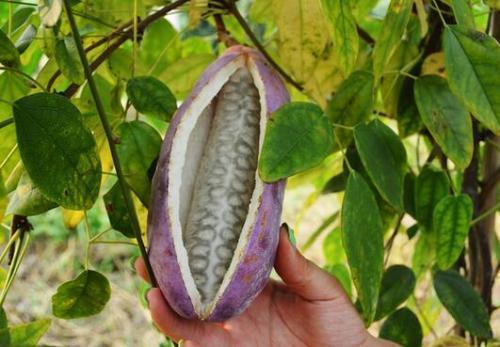 老八吃八月瓜视频下载,视频下载背后的美味探索